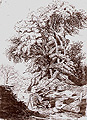 2pau44m.jpg (12611 bytes)